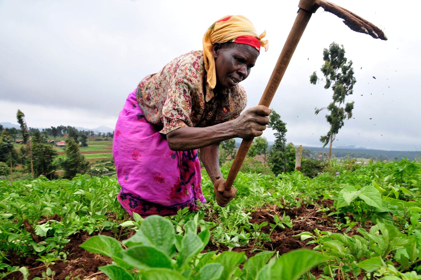 You are currently viewing UNESCO REF unveils women in agricultural initiative for ‘zero hunger