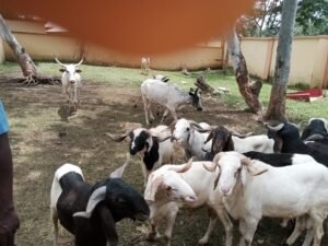 Read more about the article Anti-Grazing: We’ll be strict on enforcement – AEPB 