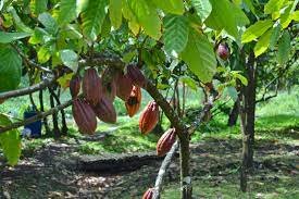 Read more about the article Expert seeks public-private partnership to boost cocoa production