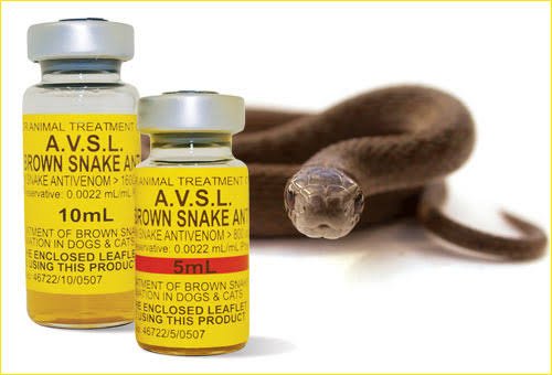 Read more about the article Snakebites: Rising deaths heighten calls for local anti-venom drug production