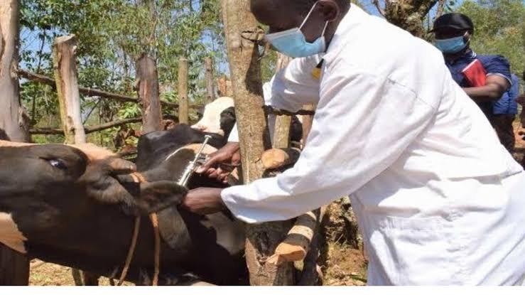 Read more about the article Anthrax: FCTA begins mass vaccination of cattle to curb spread