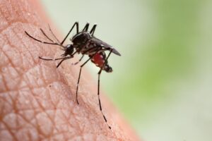 Malaria:  Do MDAs  contribute to transmission through their activities?