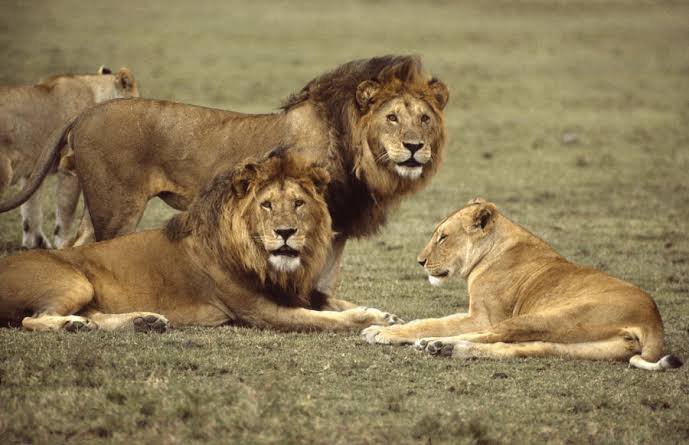 Read more about the article Reduce bushmeat consumption to protect West African lions – Wild Africa Fund