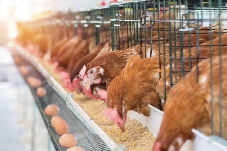 You are currently viewing Poultry farmers decry hike in feeds, seek government intervention