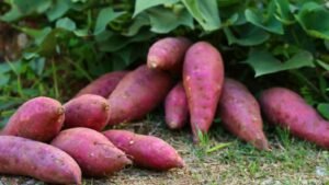 Read more about the article FG launches 5-year national strategy on potato