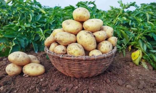 Read more about the article Institute develops new Irish potato variety to curb blight