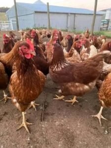 Read more about the article Poultry association loses N6bn to fuel subsidy removal, cash crunch