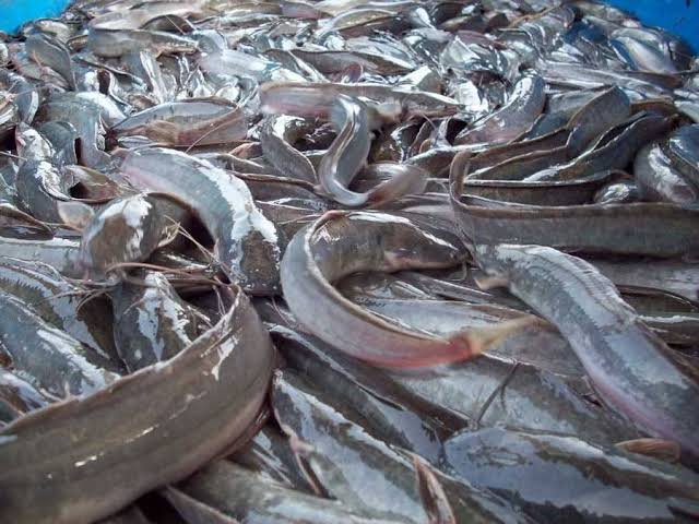 Fish farmers seek funding for research institutes