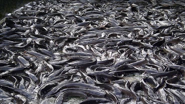 Read more about the article NABDA advocates catfish consumption to tackle malnutrition