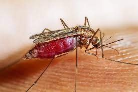 Read more about the article WHO declares Cabo Verde malaria free