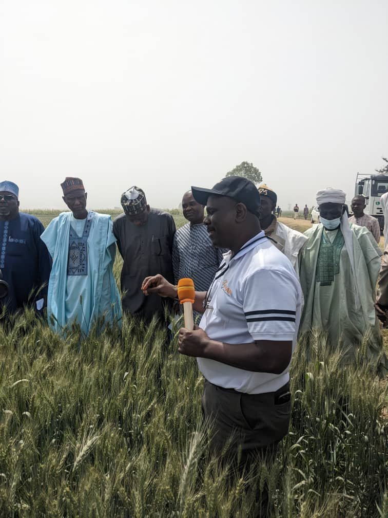 You are currently viewing Association empowers 8,000 wheat farmers