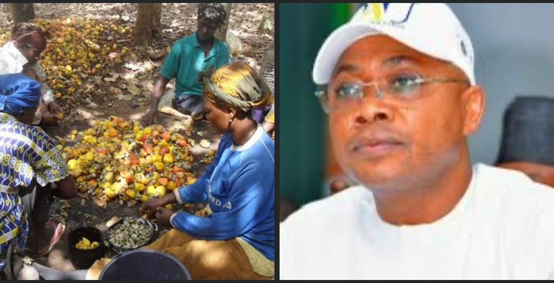 You are currently viewing Kogi cashew farmers, buyers groan over multiple taxation, harassment