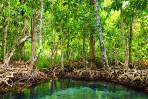 Read more about the article Climate Change: Stakeholders collaborate to restore Nigerian mangroves
