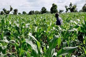 Read more about the article Mutfwang promises to make Plateau agric hub