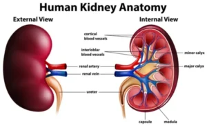 Read more about the article Nephrologist seeks collective measures to reduce kidney disease
