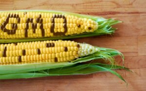 GMO corn for illustration