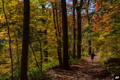 Forest of woods