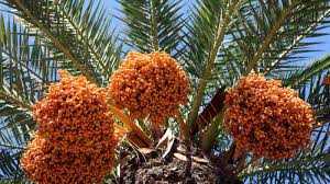 Jigawa Govt approves N615m for youths in date palm production