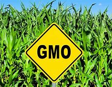 CEFSAR cautions Nigerians against consuming GMO food