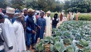 HortiNigeria trains 70,000 farmers, mobilises £4m for horticulture growth