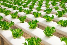 Employment: Entrepreneur tasks youths on hydroponic farming