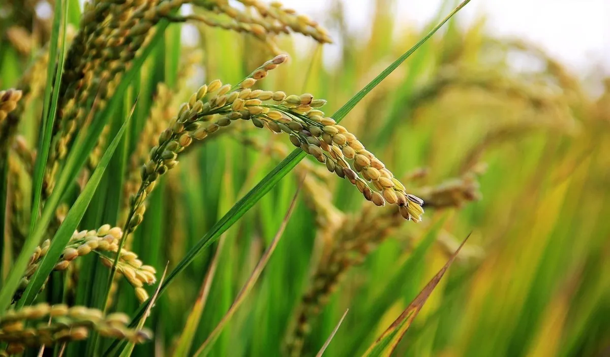 Waivers, smuggling threaten Nigeria’s rice industry- Stakeholders