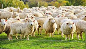 Government statistics show New Zealand still has more sheep than people
