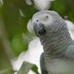 Group seeks stronger protection of parrots in Nigeria