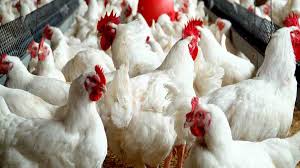 FG trains 120 youths on poultry farming in Plateau