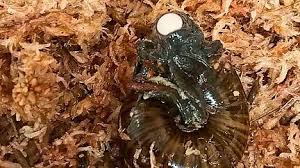 Rare New Zealand snail filmed for first time laying egg from its neck