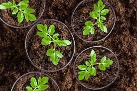 EU-funded URBANE Project distributes more synbiotic-treated tomato seedlings