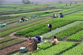 Food Security: FG to review country’s agricultural laws