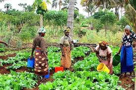 Bauchi women farmers lament hike in farmland rental rates