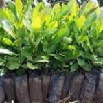 NCAN nurturing 1m seedlings to boost cashew production