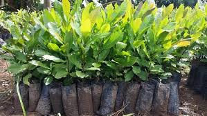 NCAN nurturing 1m seedlings to boost cashew production
