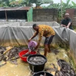 Catfish farmers record boom in Nasarawa
