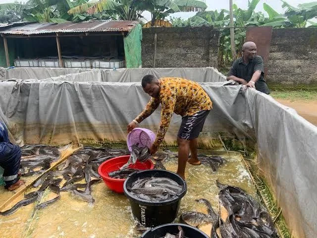 Catfish farmers record boom in Nasarawa