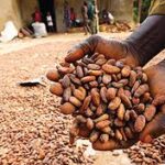 Ondo Govt. cracks down on cocoa adulteration