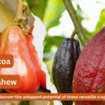 CRIN, stakeholders push cocoa, cashew innovation for economic growth
