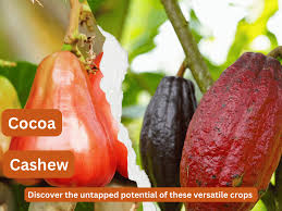 CRIN, stakeholders push cocoa, cashew innovation for economic growth