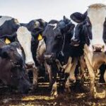 Gombe receives N60bn support from FG for agro-livestock industrial zone -Yahaya
