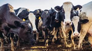 Gombe receives N60bn support from FG for agro-livestock industrial zone -Yahaya