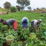 Adamawa Govt. begins N2bn agricultural support programme for smallholder farmers