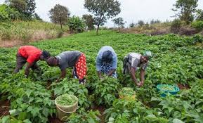Adamawa Govt. begins N2bn agricultural support programme for smallholder farmers