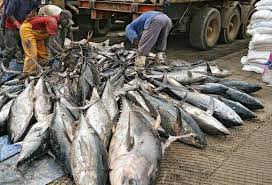 FG, FAO partner to boost fish production in Nigeria