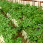 Eat what you farm for improved health – Expert
