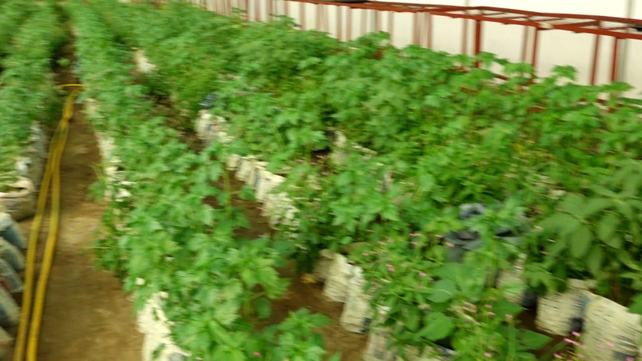Eat what you farm for improved health – Expert