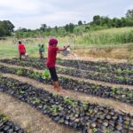 NCAN raises 40,000 cashew seedlings in Edo to boost output