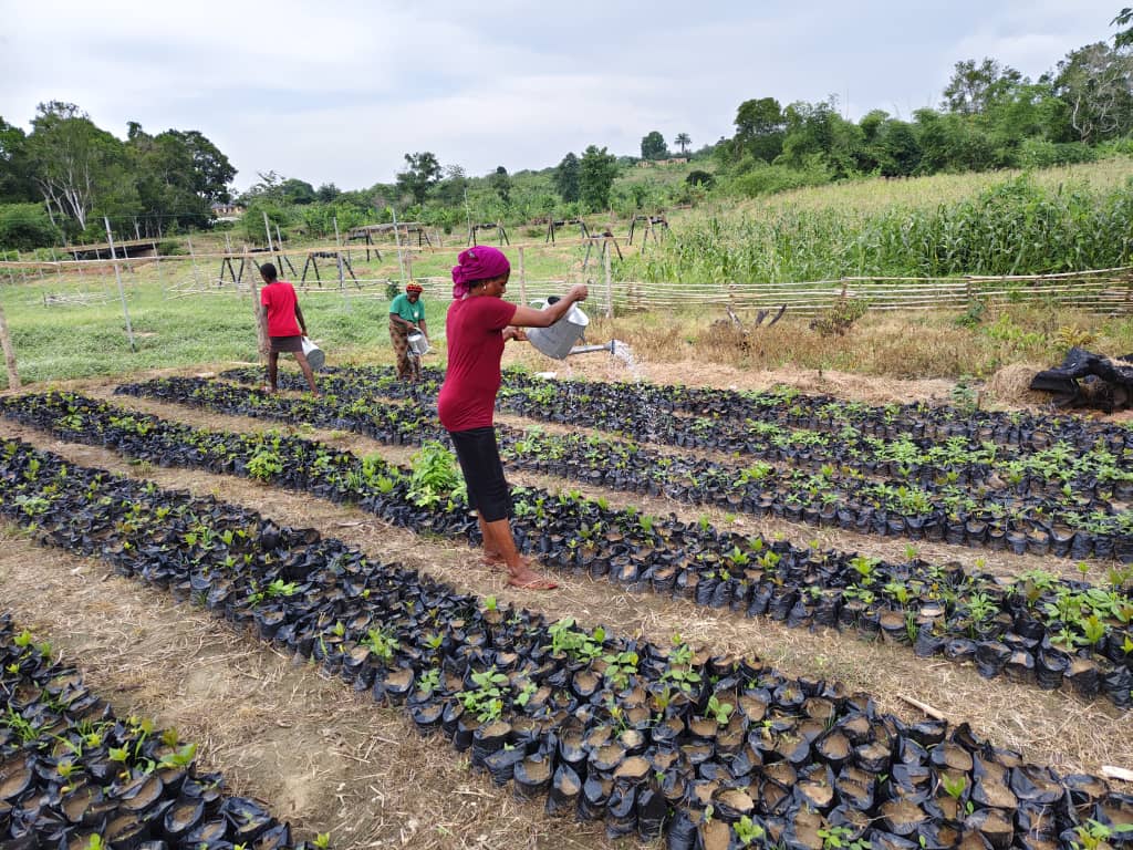NCAN raises 40,000 cashew seedlings in Edo to boost output