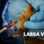 Lassa fever: Vaccine produced by Nigerian shows high potency -virologist
